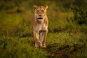 015 Masai Mara, leeuw